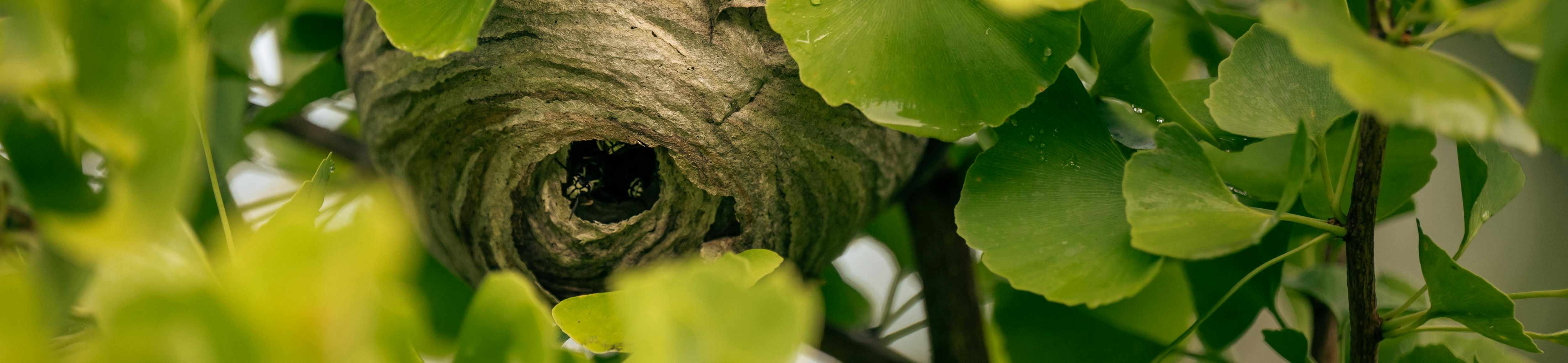 lutte frelon asiatique